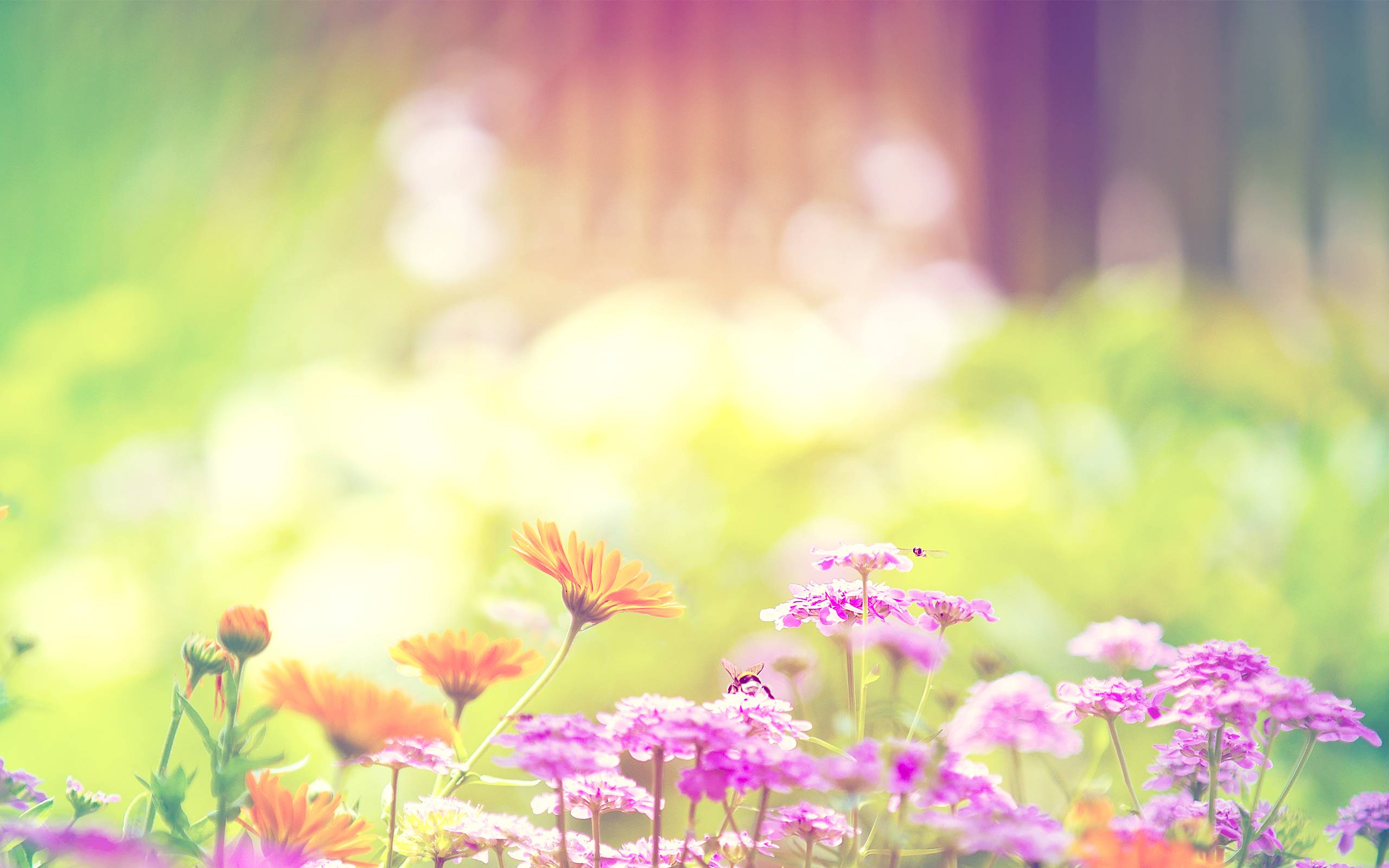 Trendy Desktop Spring Flowers HD Wallpaper 2560x1600PX Colorful
