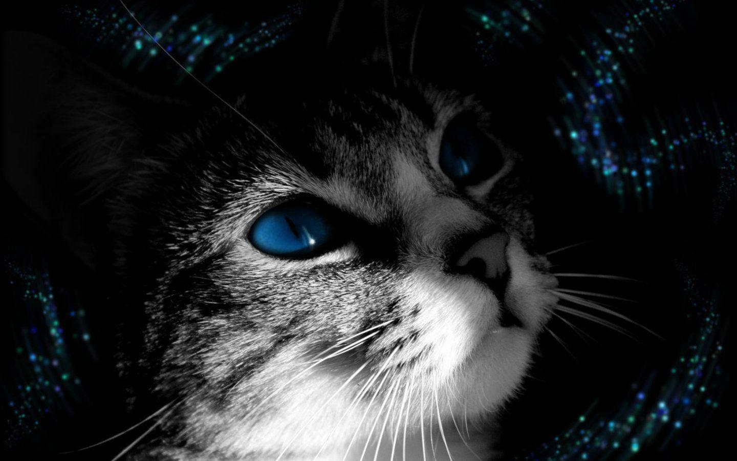 Blue Eyed Kitty wallpaper from Other wallpaper