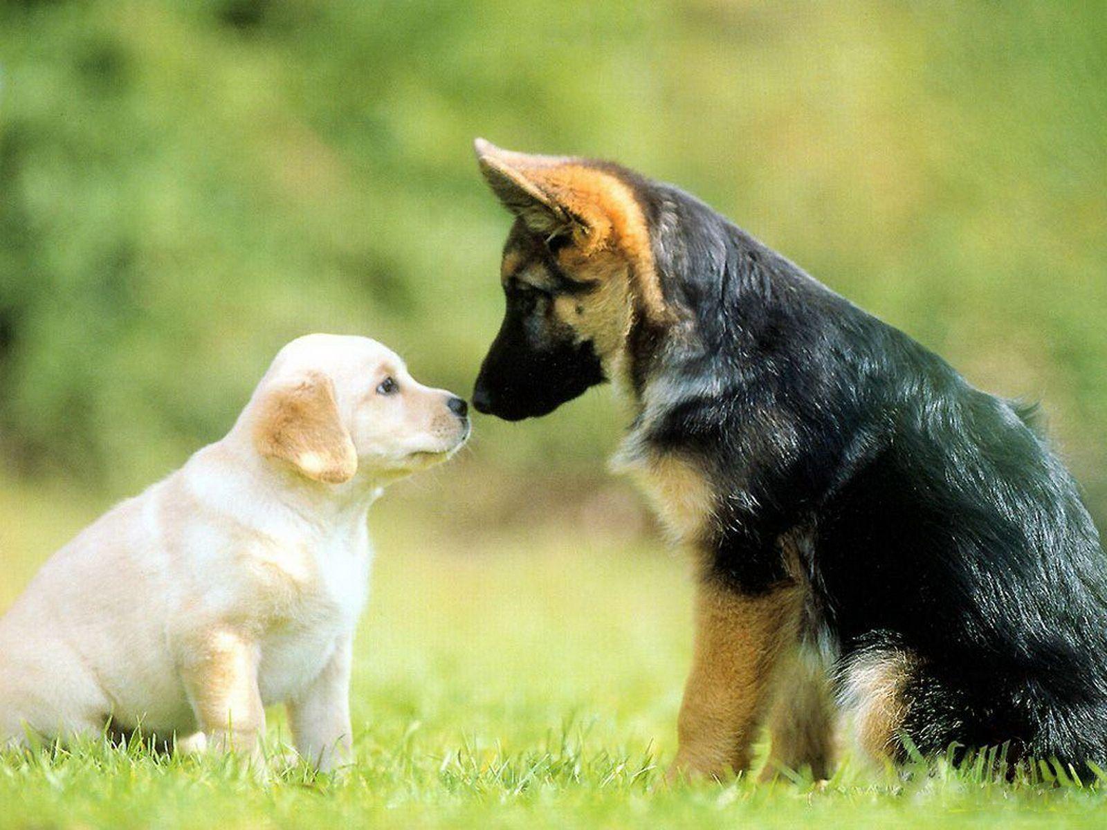 Cute Dog Wallpapers Wallpaper Cave