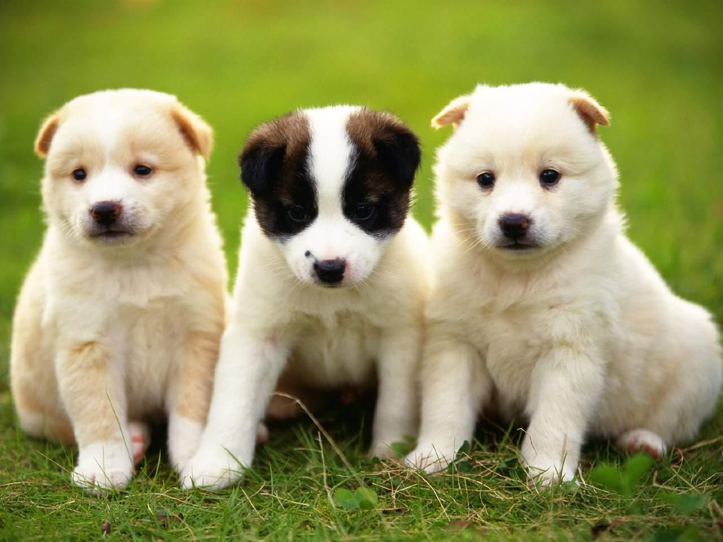 Wonderful three dogs free desktop background wallpaper image