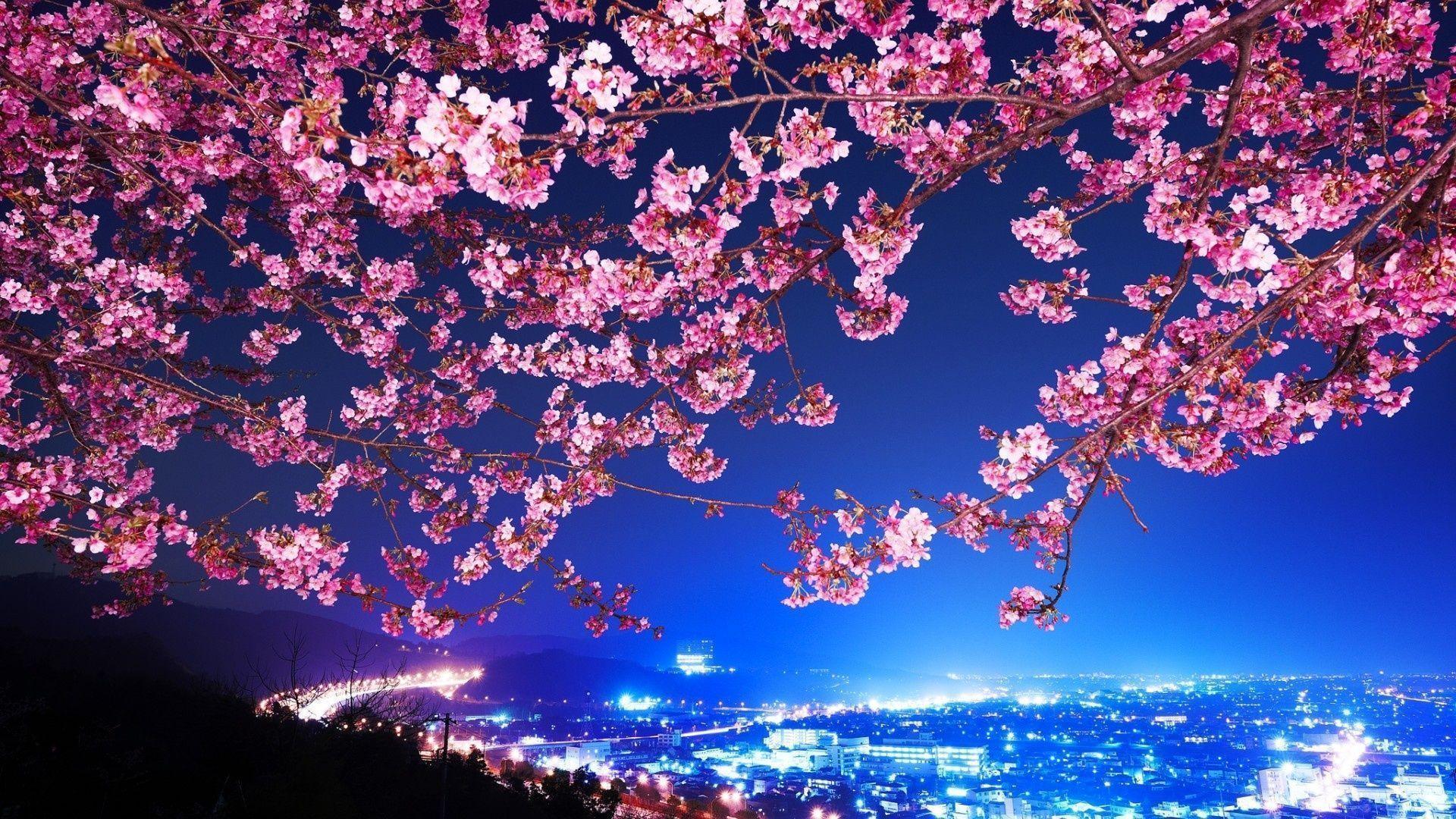 Hd Wallpaper Tags Cherry Blossom Tree With Path And Building