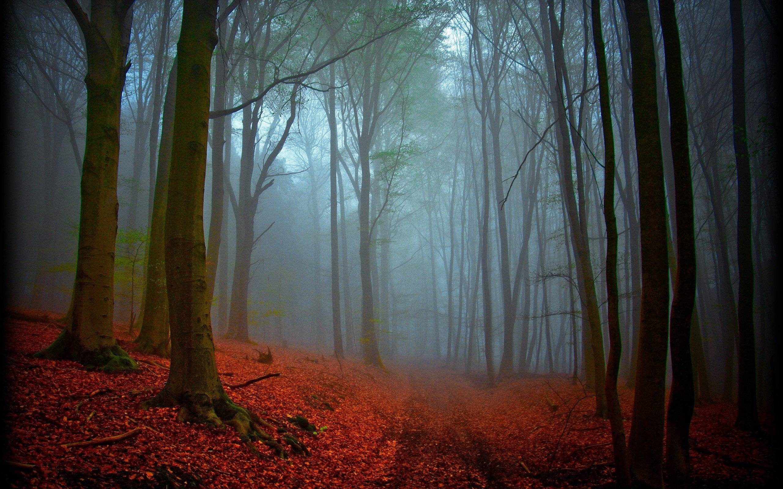 Black Forest Wallpapers - Wallpaper Cave