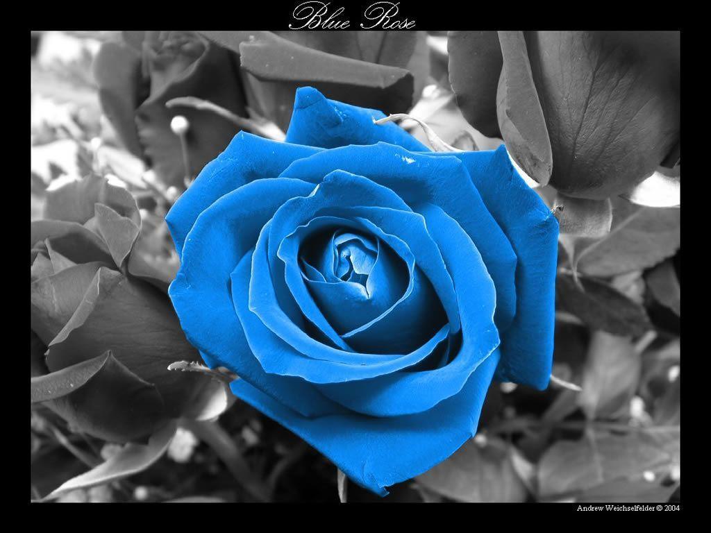 Blue Rose HD Wallpaper Wallpaper Inn