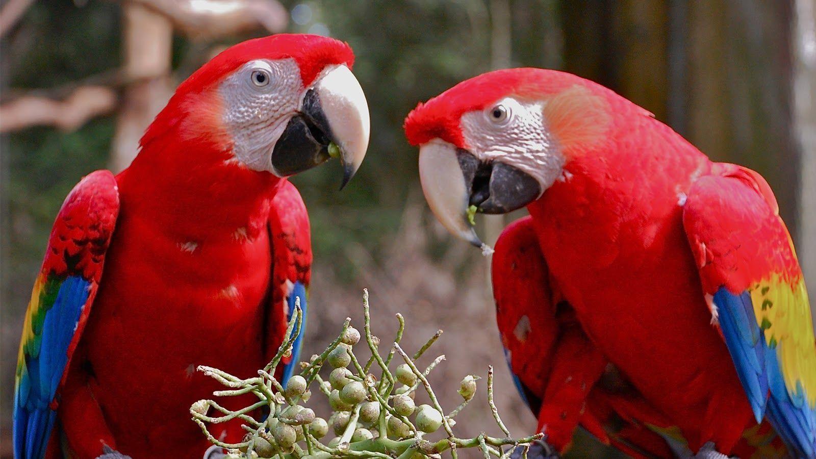 Animals For > Macaw Parrot HD Wallpaper