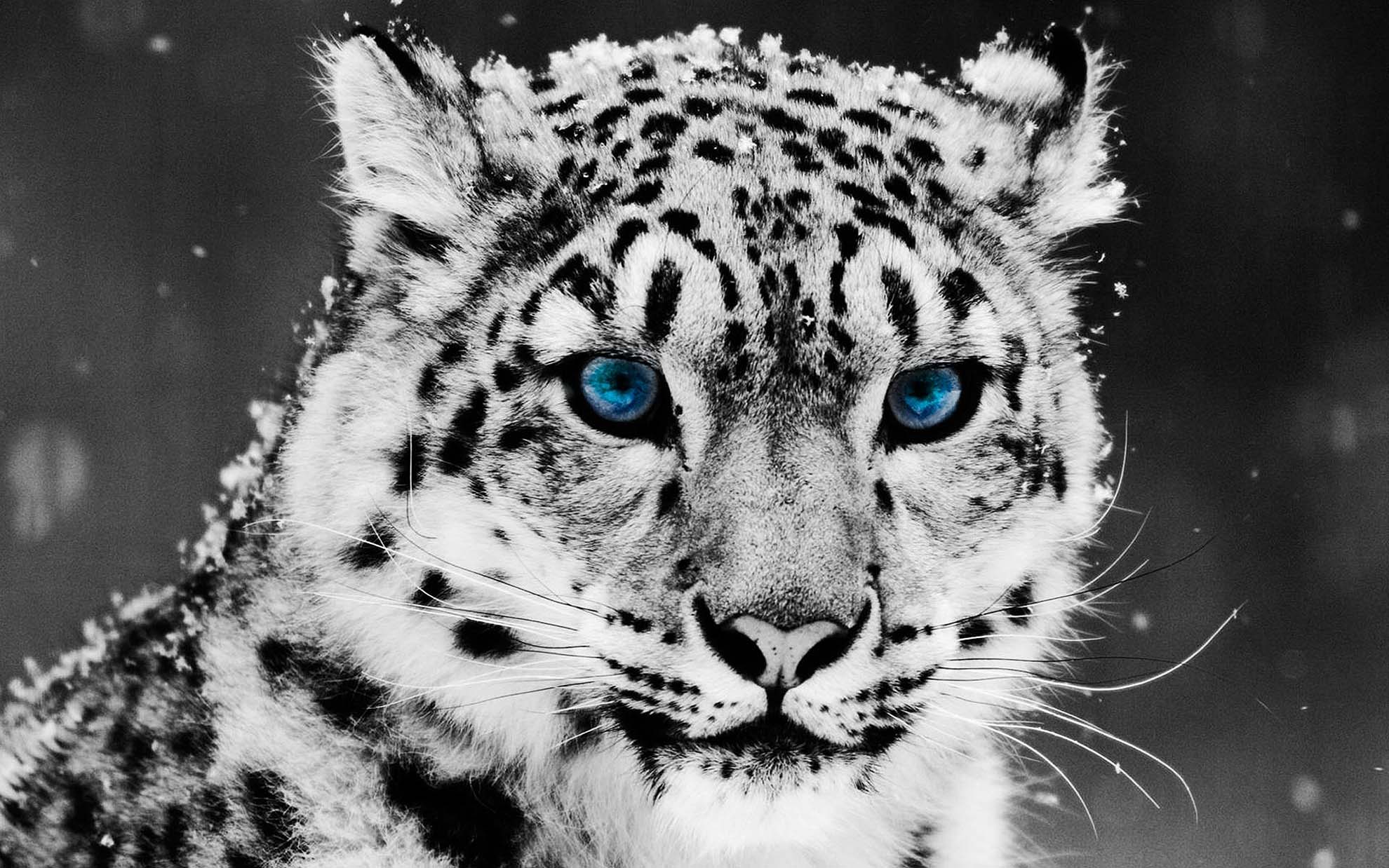 White Leopard Face Background Desktop Wallpaper