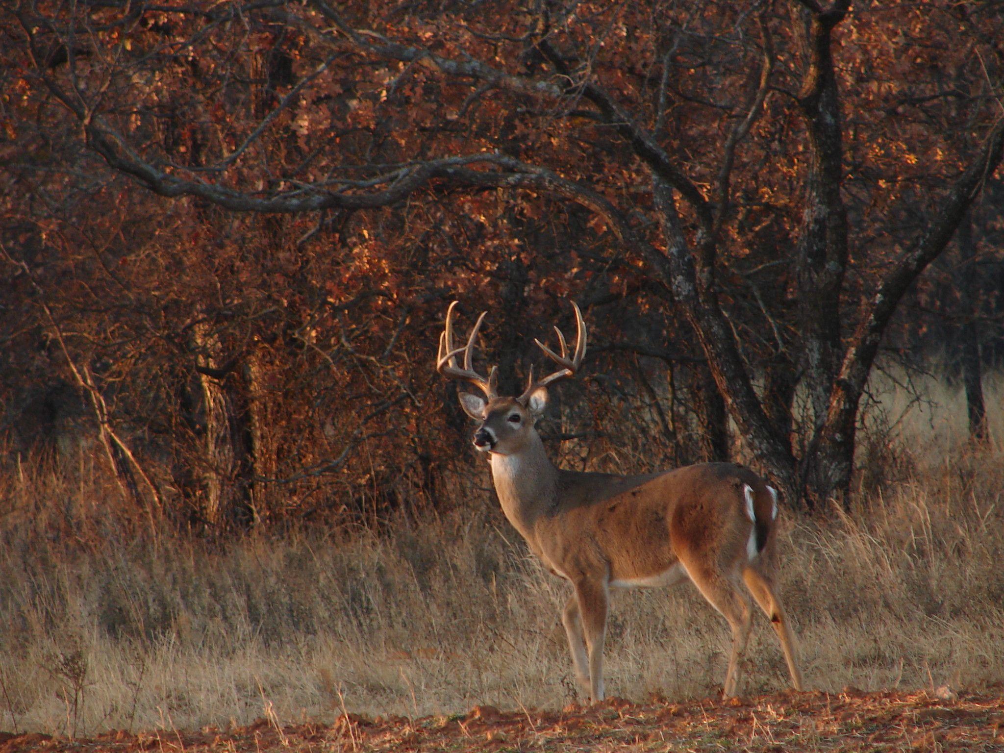 Whitetail Deer Backgrounds - Wallpaper Cave