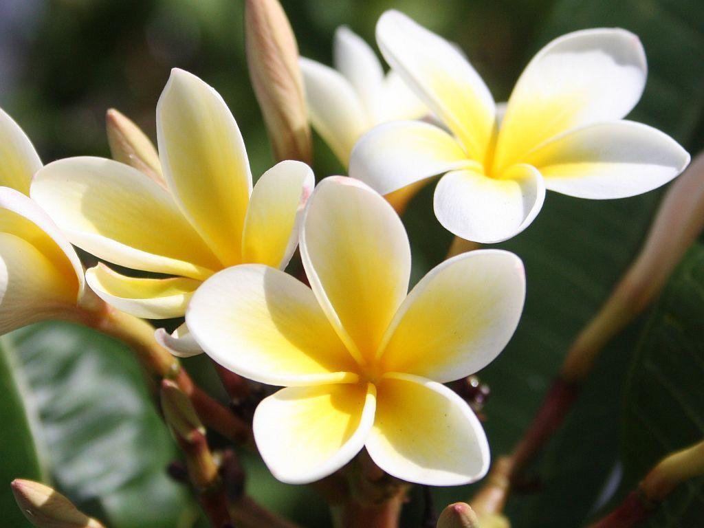 Plumeria Backgrounds Wallpaper Cave HD Wallpapers Download Free Map Images Wallpaper [wallpaper376.blogspot.com]
