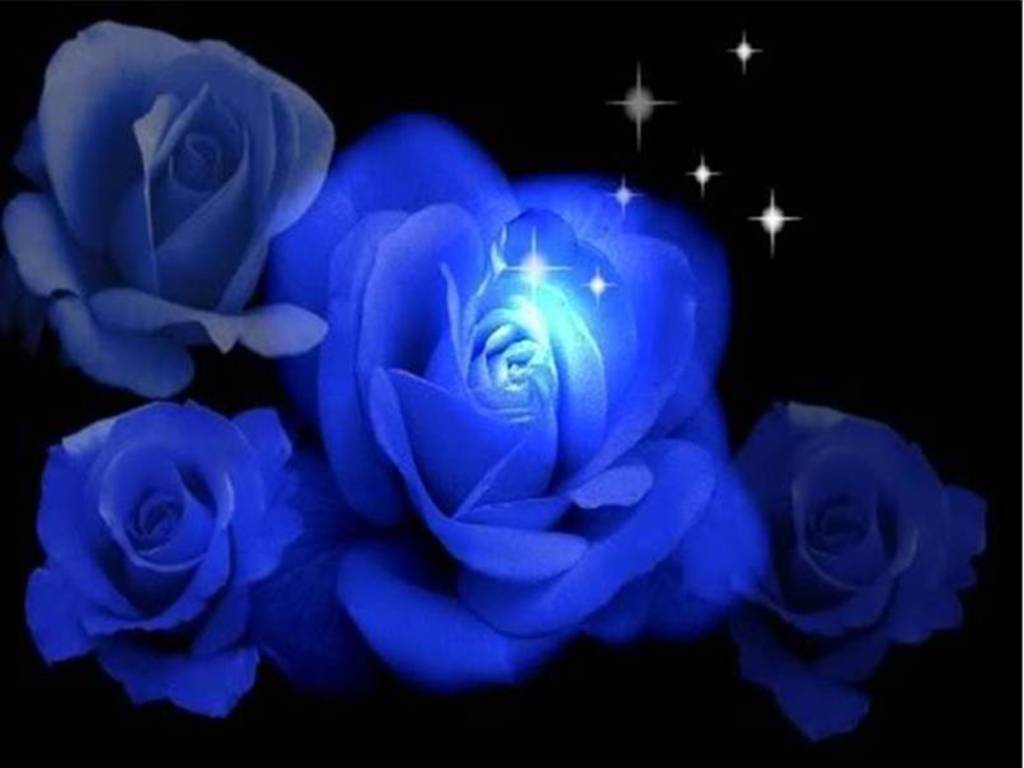 image For > Pics Of Blue Roses Wallpaper