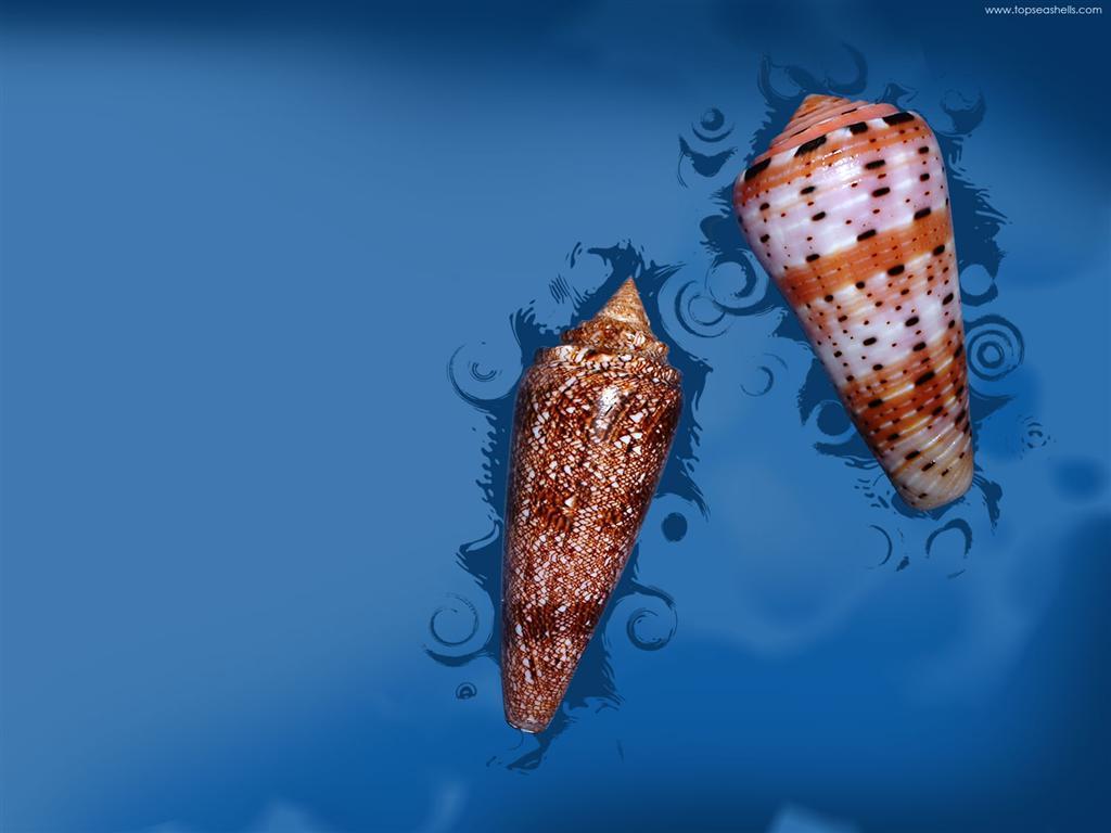Sea Shell of Topseashells, Specimen Seashells