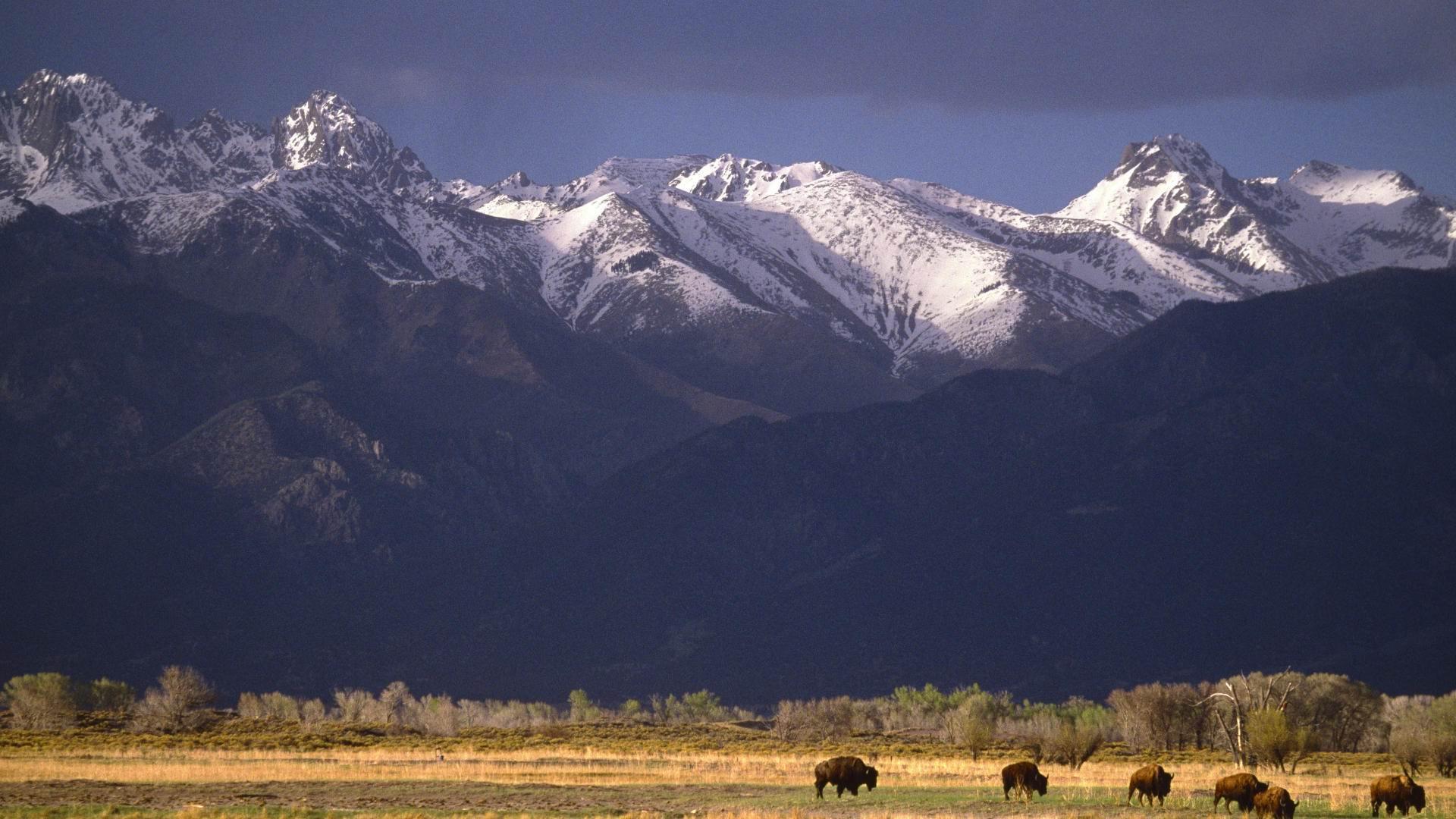 HD Grazing Bison Under Mountain Range In Colorado Wallpaper