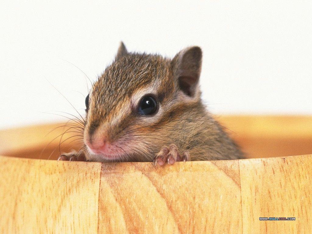 Cute Pet Hamster Wallpaper / Photo18