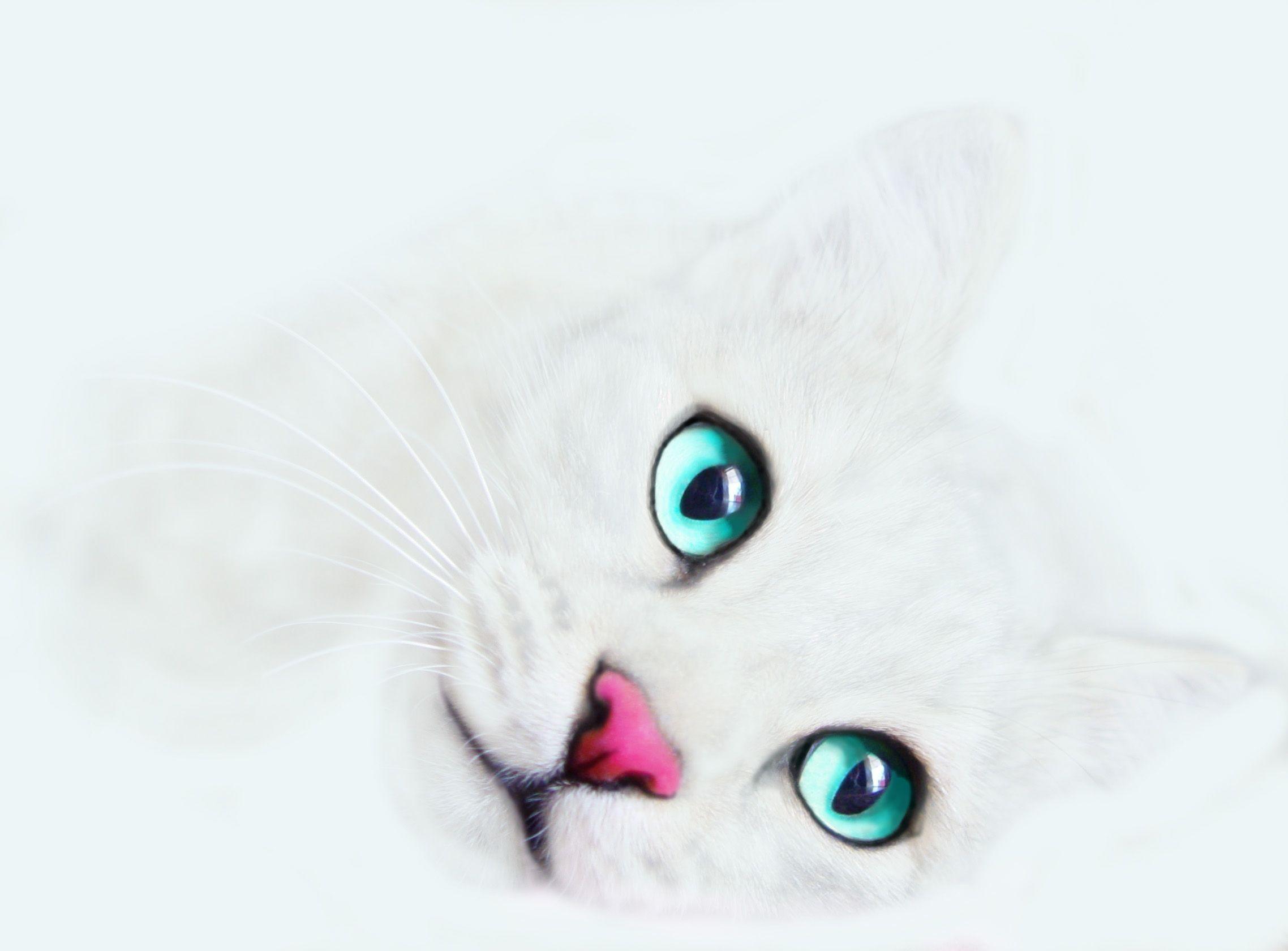 image For > White Kitty Cat Wallpaper