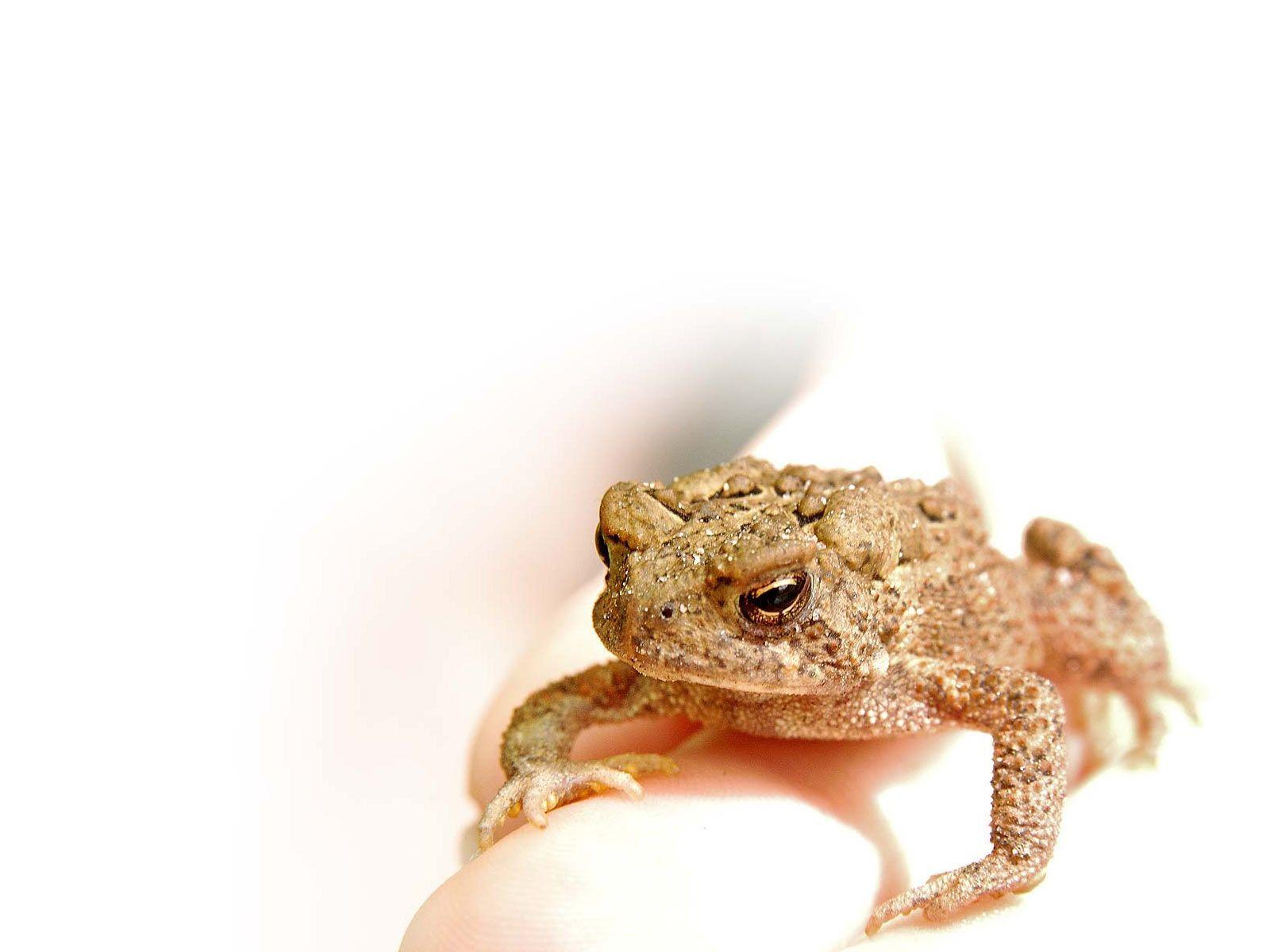 Desktop Wallpaper · Gallery · Animals · American toad. Free