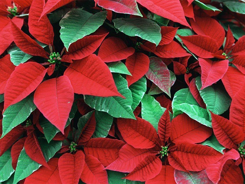 Poinsettia says holiday in any color