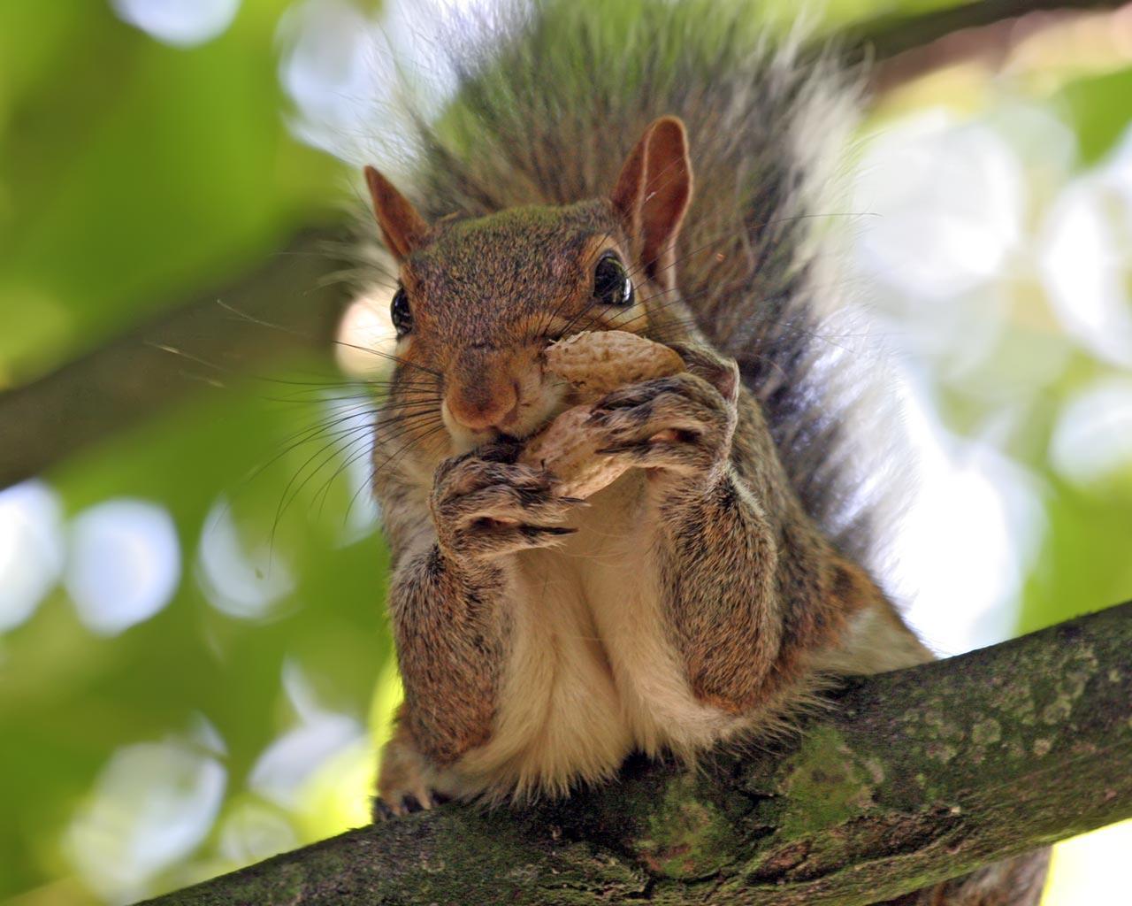 Squirrel Peanut wallpaper