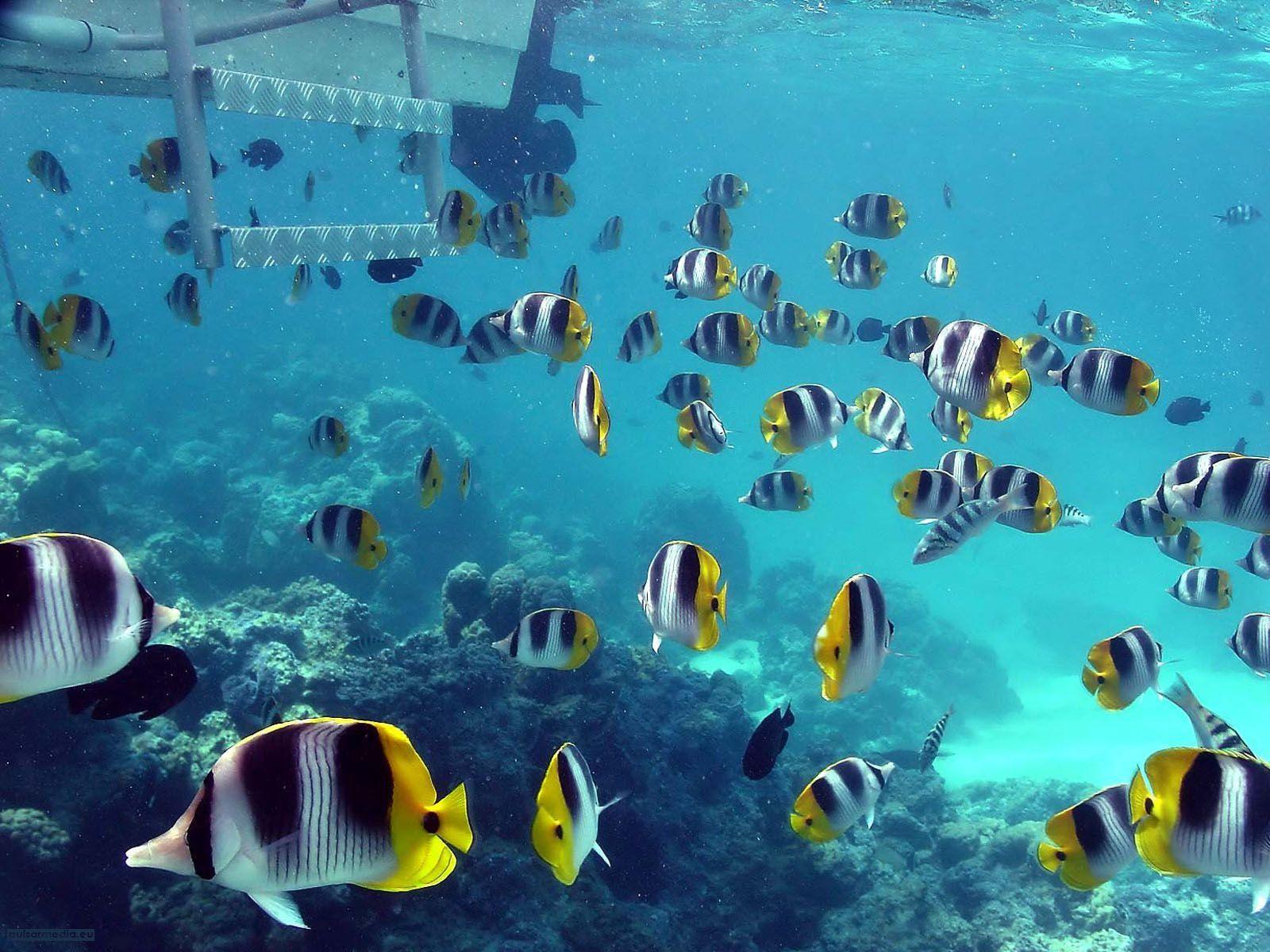 Ocean Life Clownfish HD Wallpaper Background Image Photo 59063