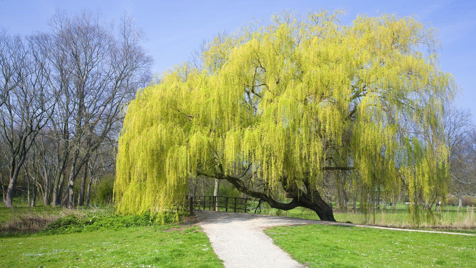 Weeping Willow Leaf Drawing Image & Picture