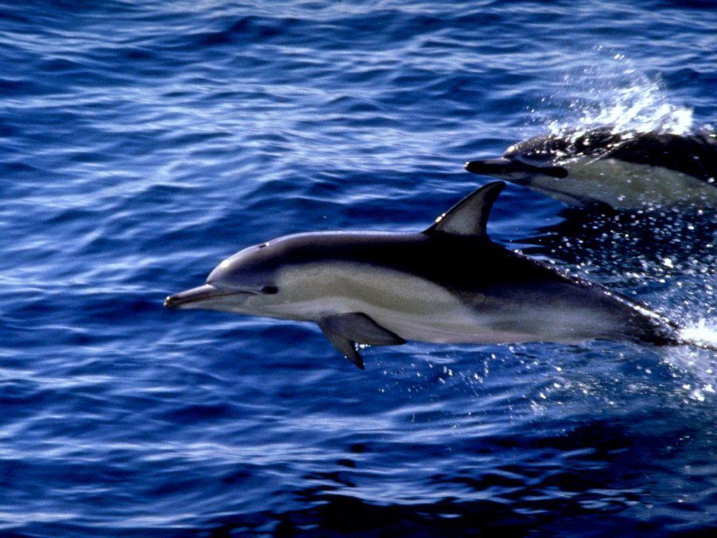 baby dolphins wallpaper