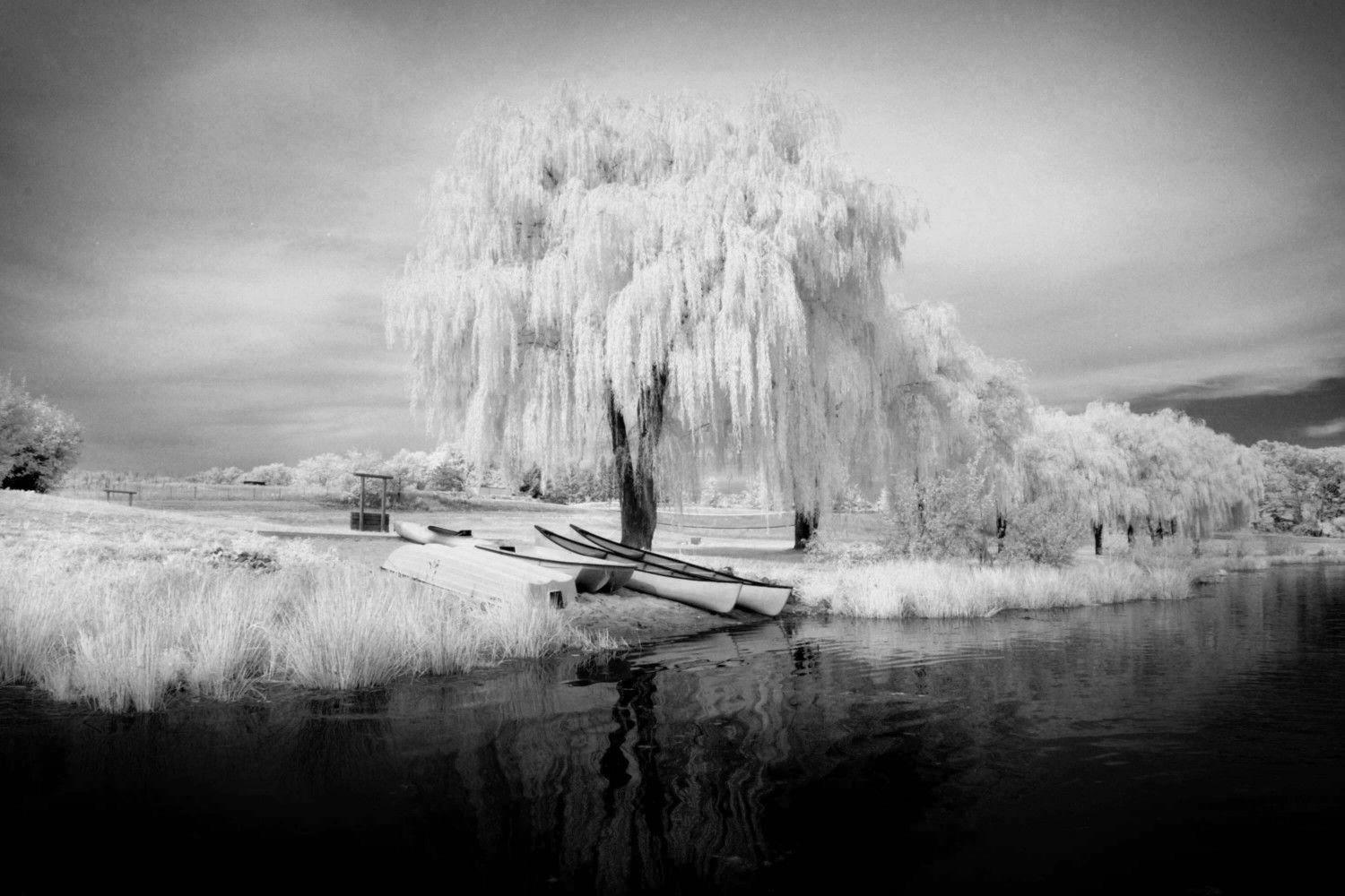 Weeping Willow Tree Black And White