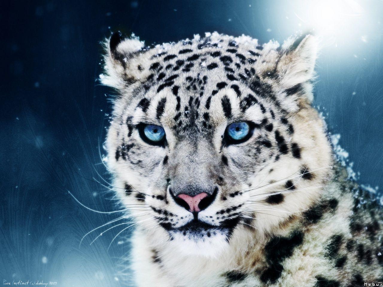 White Bengal Tiger With Blue Eyes Wallpaper. Cats