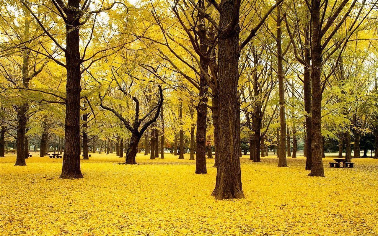 Yellow Autumn In Japan Autumn Nature Wallpaper