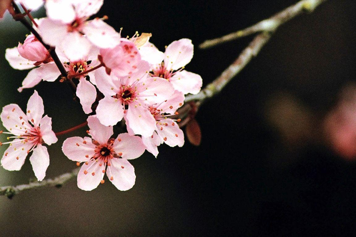 Cherry Blossom Desktop Wallpapers - Wallpaper Cave