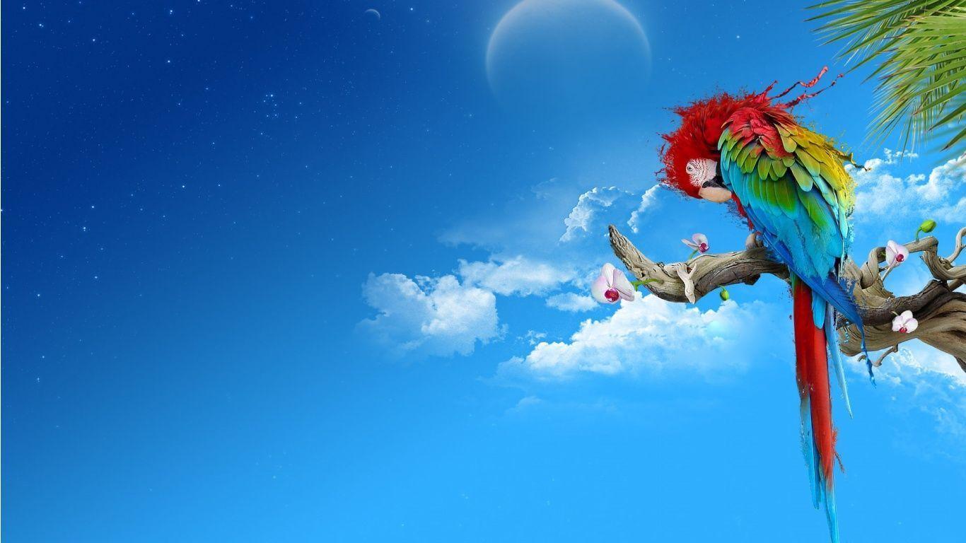 Rainbow Colour Parrot Wallpaper In 1366x768 Resolution Free