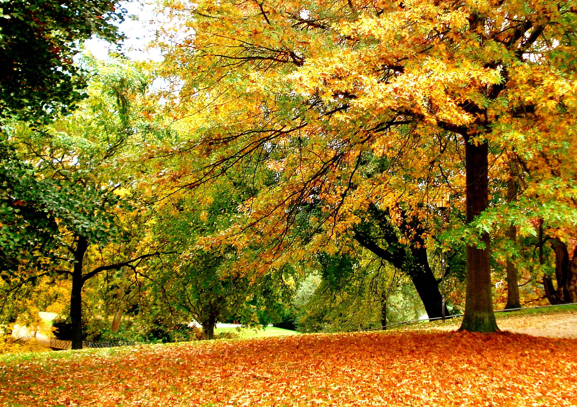 Fall Leaves HD Background Wallpaper 24 HD Wallpaper