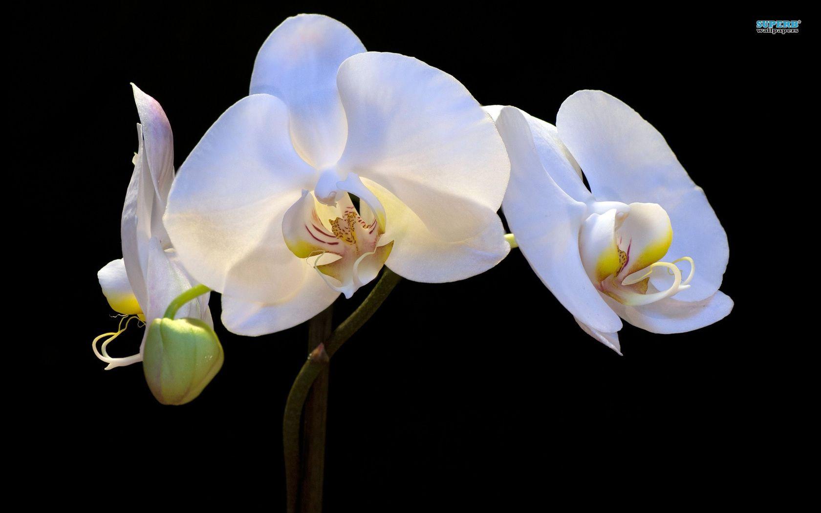 White orchids wallpaper wallpaper - #