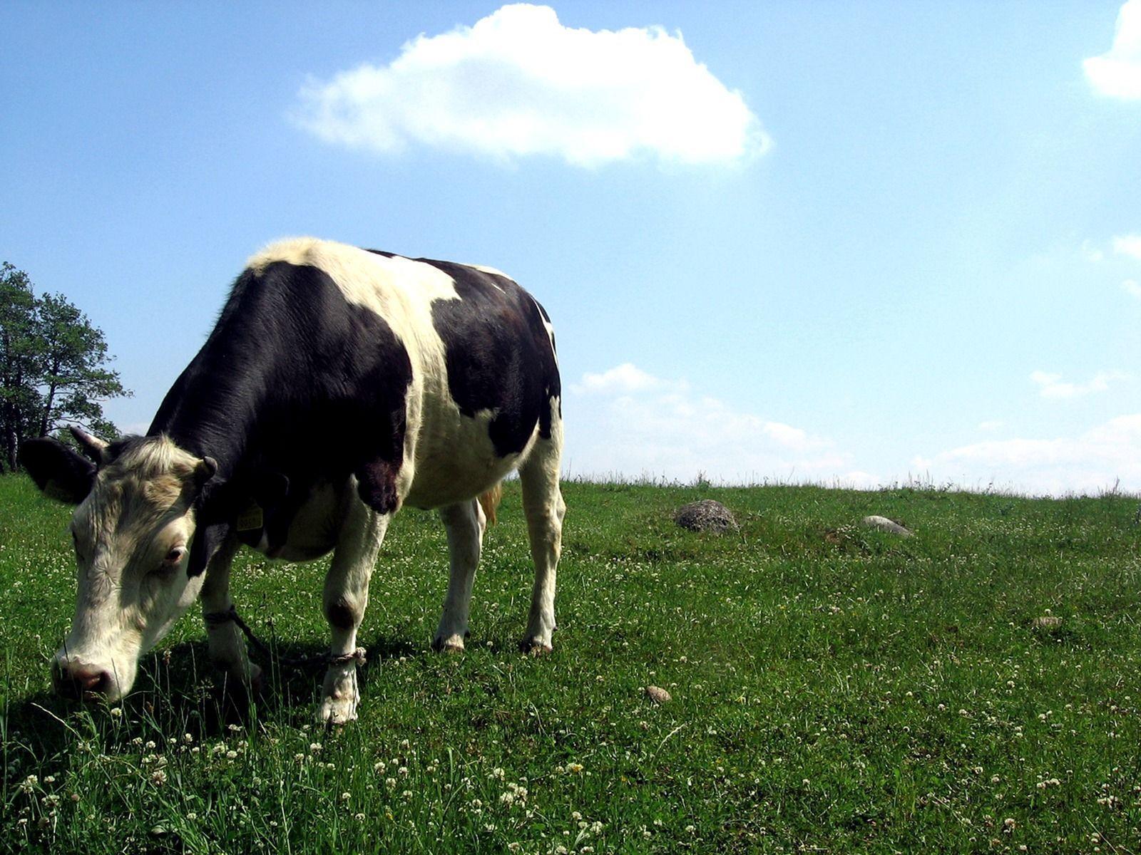 Cute Cow Wallpaper 828 HD Picture. Top Wallpaper Desktop