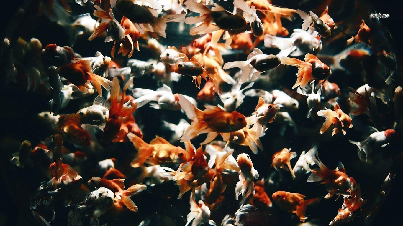 Goldfish wallpaper wallpaper - #
