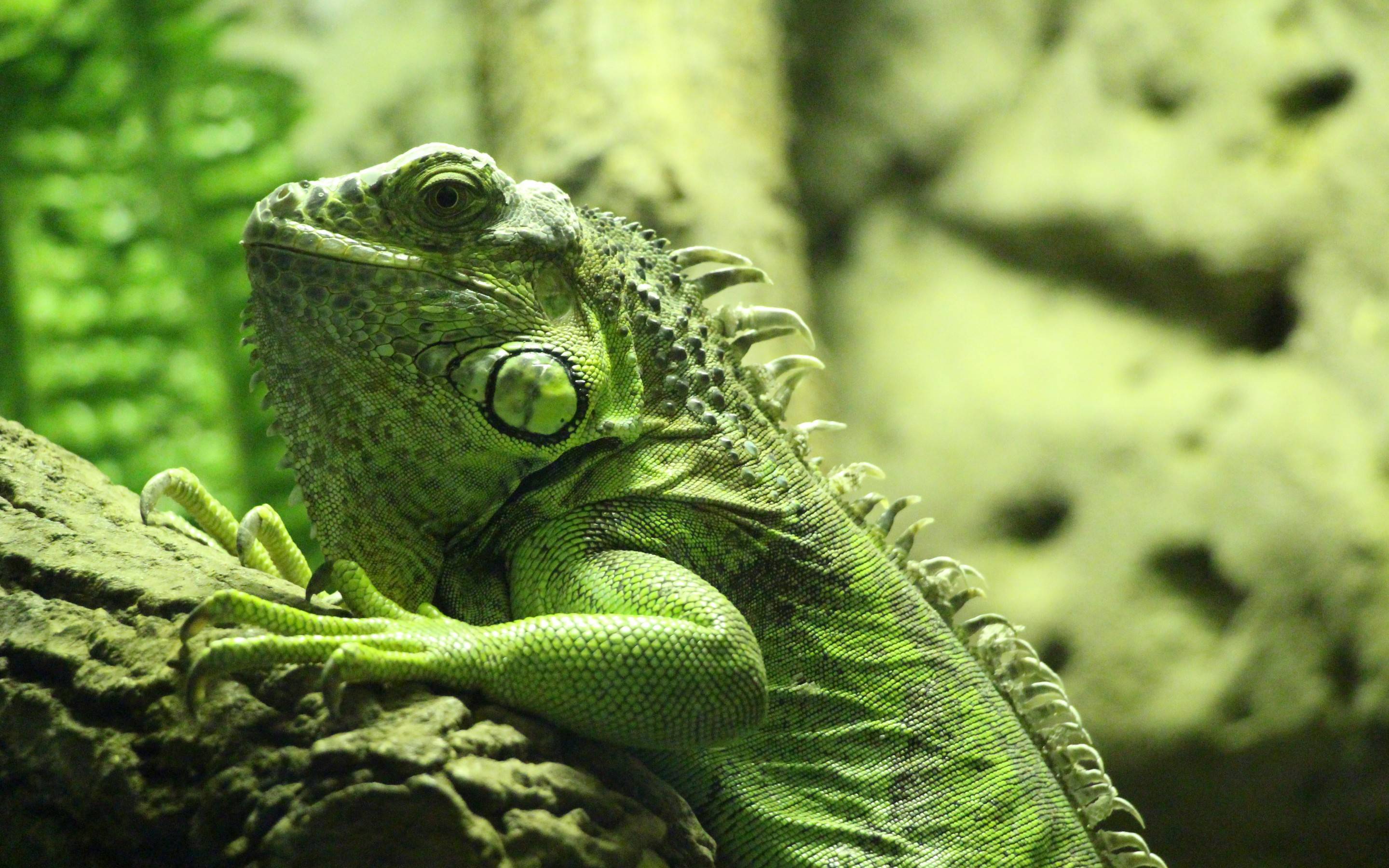 Iguana Computer Wallpaper, Desktop Background 2880x1800 Id: 450873