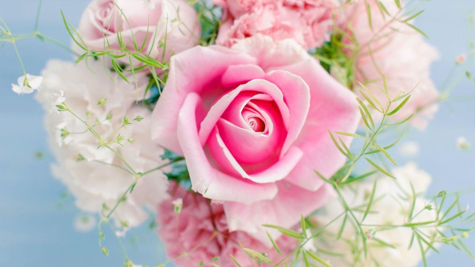 Pink Rose Flower Macro in Flowers