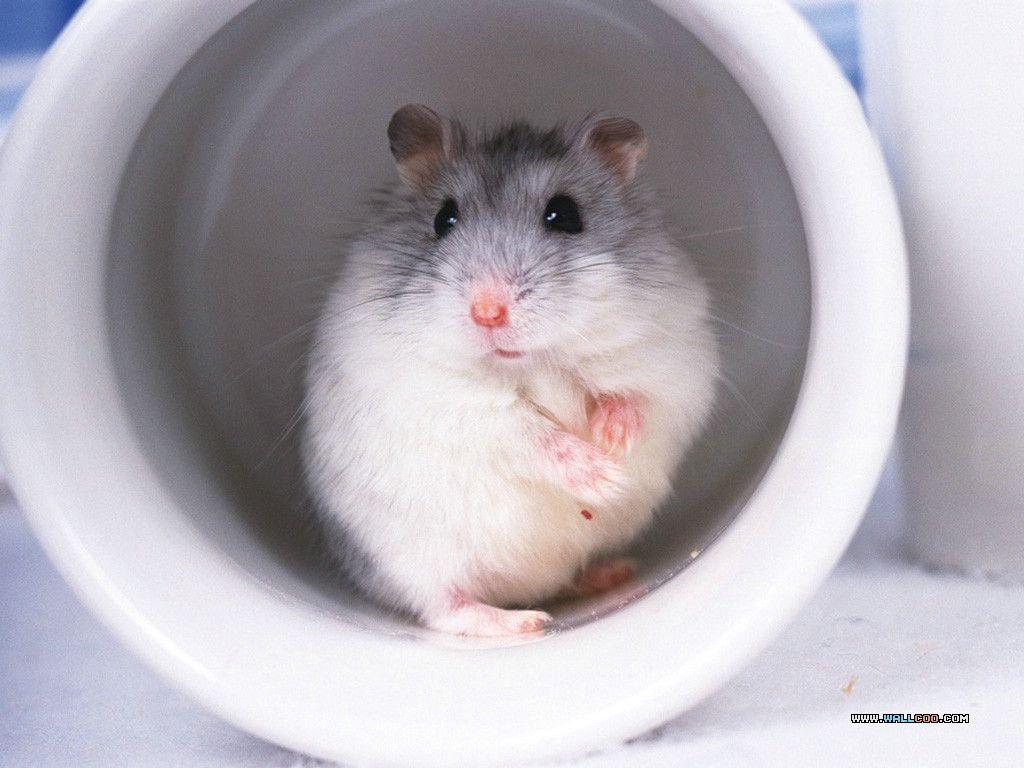 Cute Pet Hamster Wallpaper / Photo15