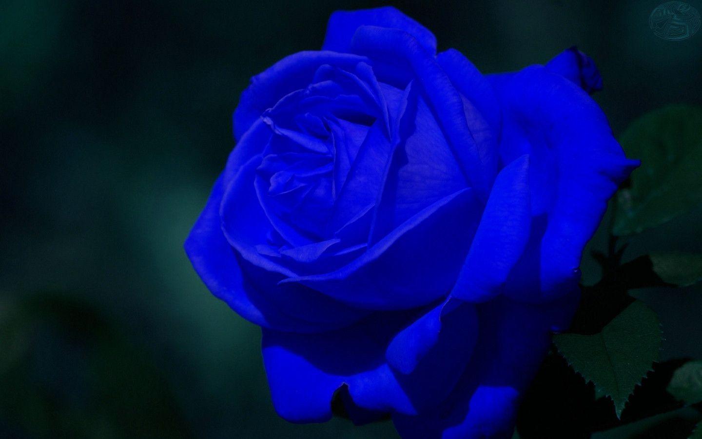 Px Blue Roses For My Fairy Sister Yorkshirerose Free Wallpaper
