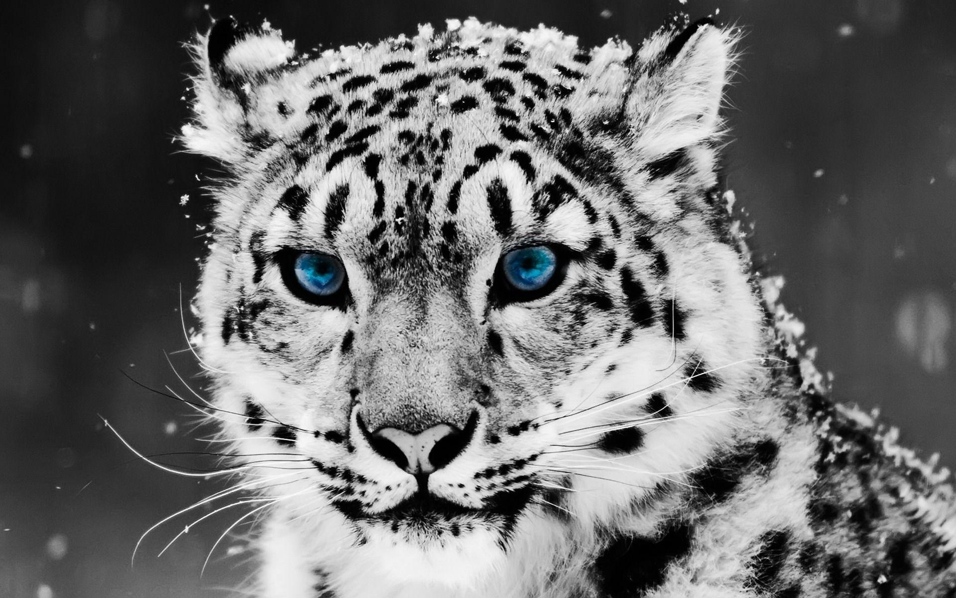 Snow Blue Eyed Leopard Animal Desktop Wallpaper