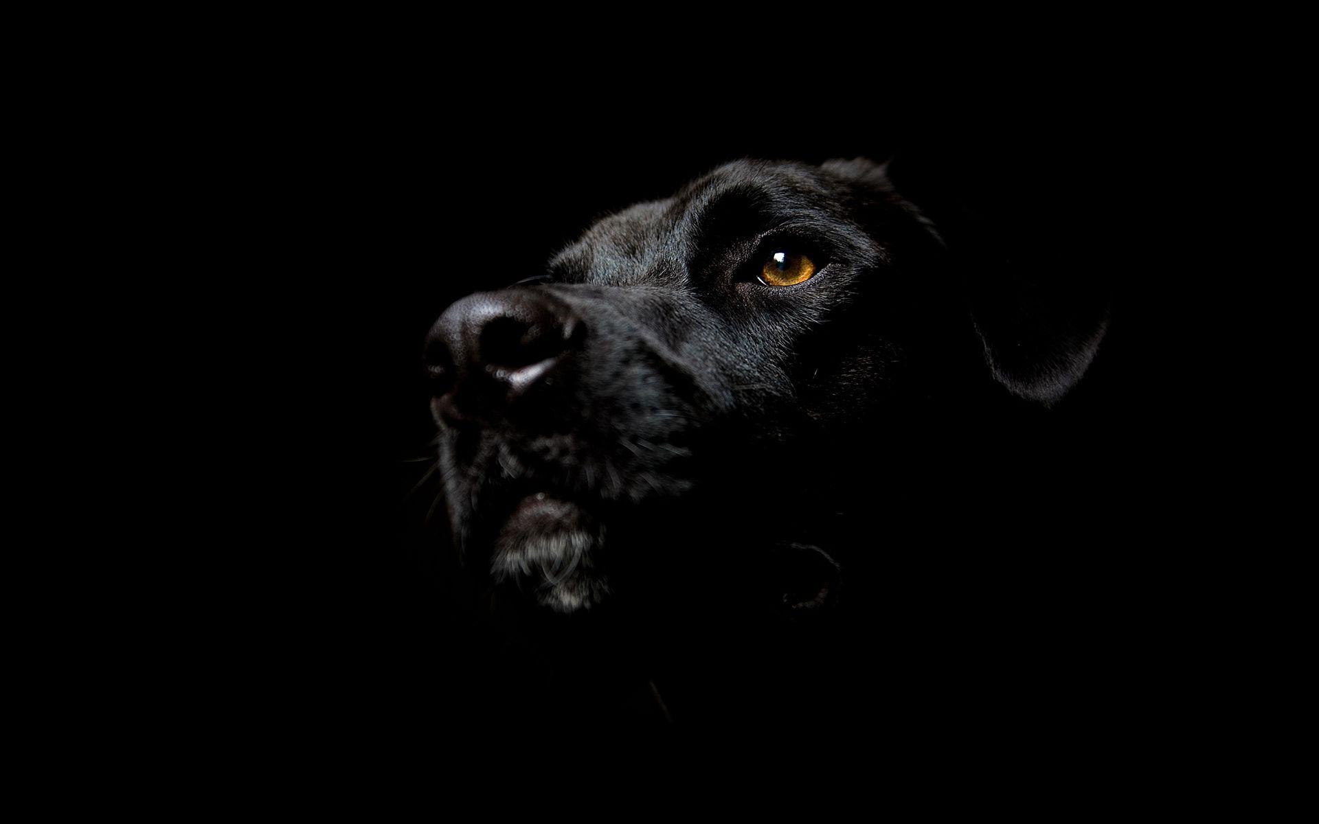 Download Black Dog Cool Wallpaper. Full HD Wallpaper