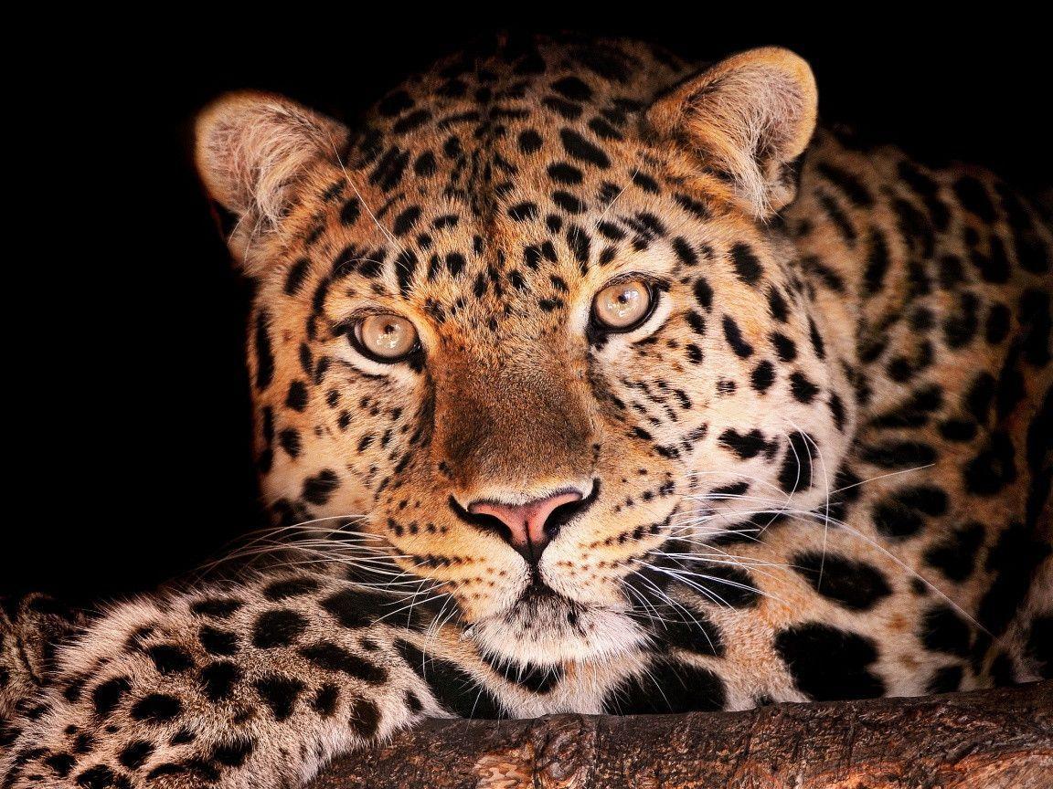Leopard Background Wallpaper