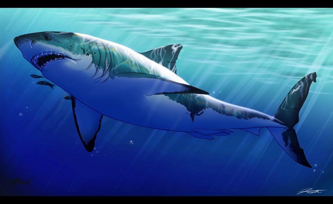 image For > Shark Great White