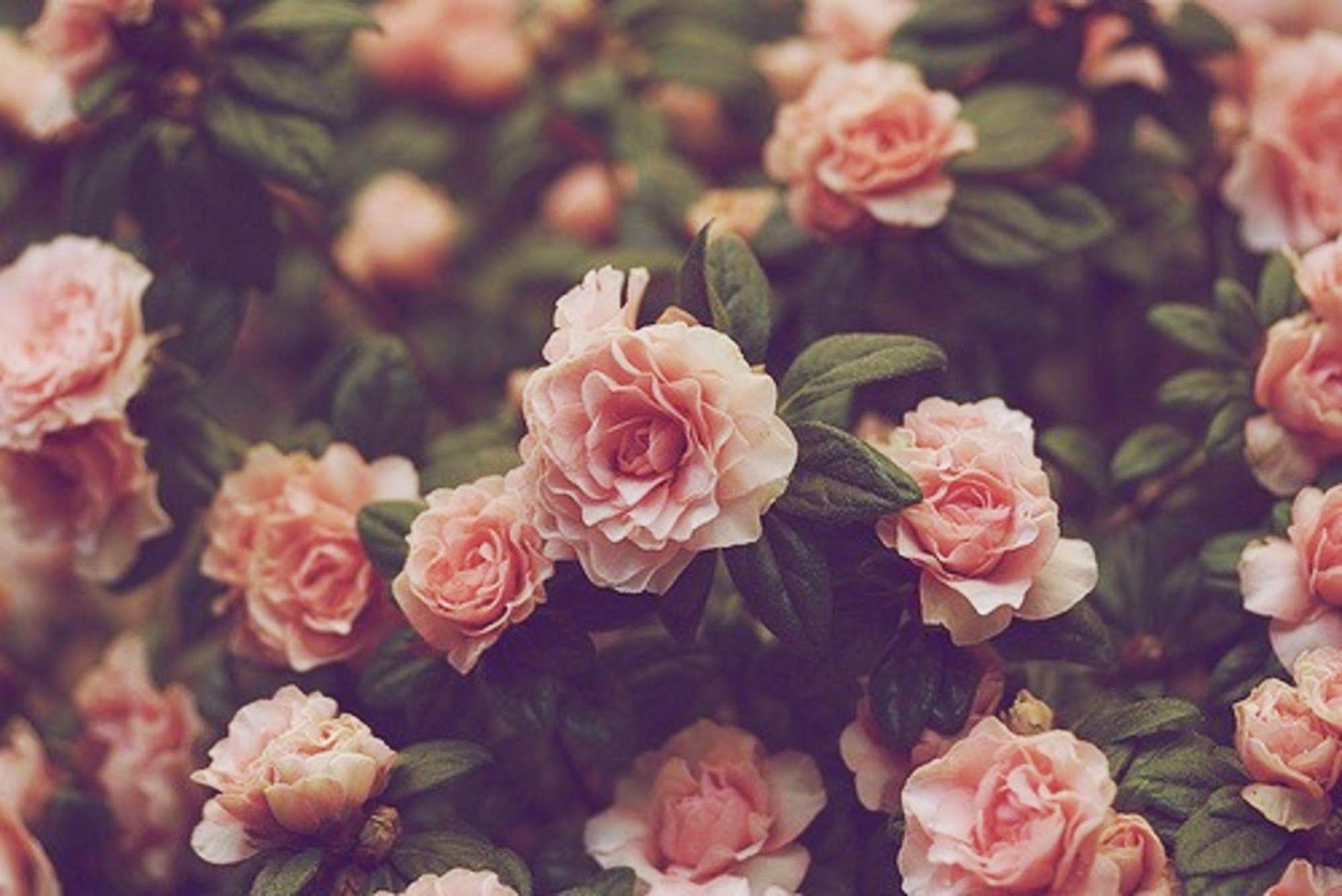 Wallpaper For > Vintage Real Flower Background Tumblr