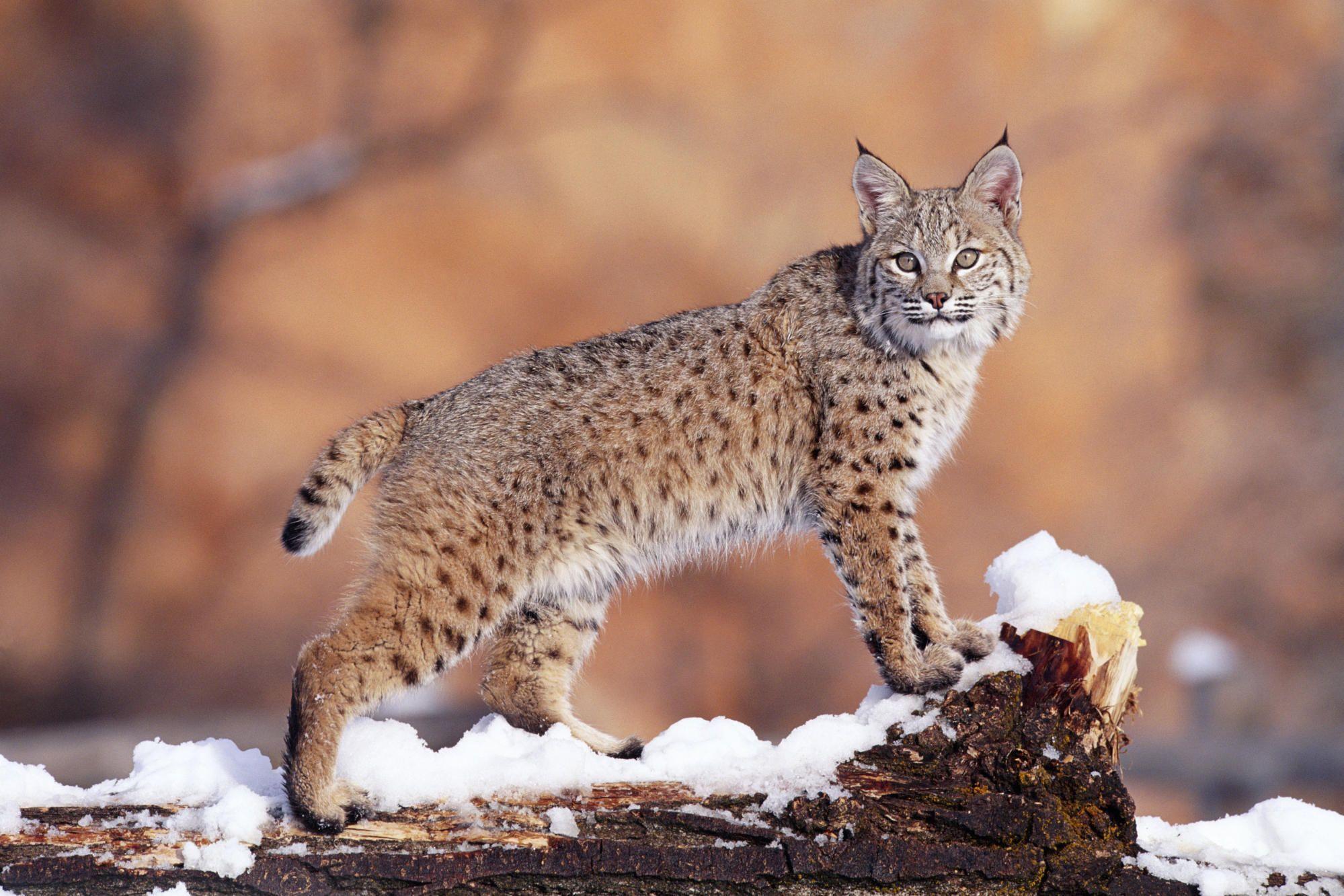 Wild Cat Other Wallpaper 1999x1333 px Free Download