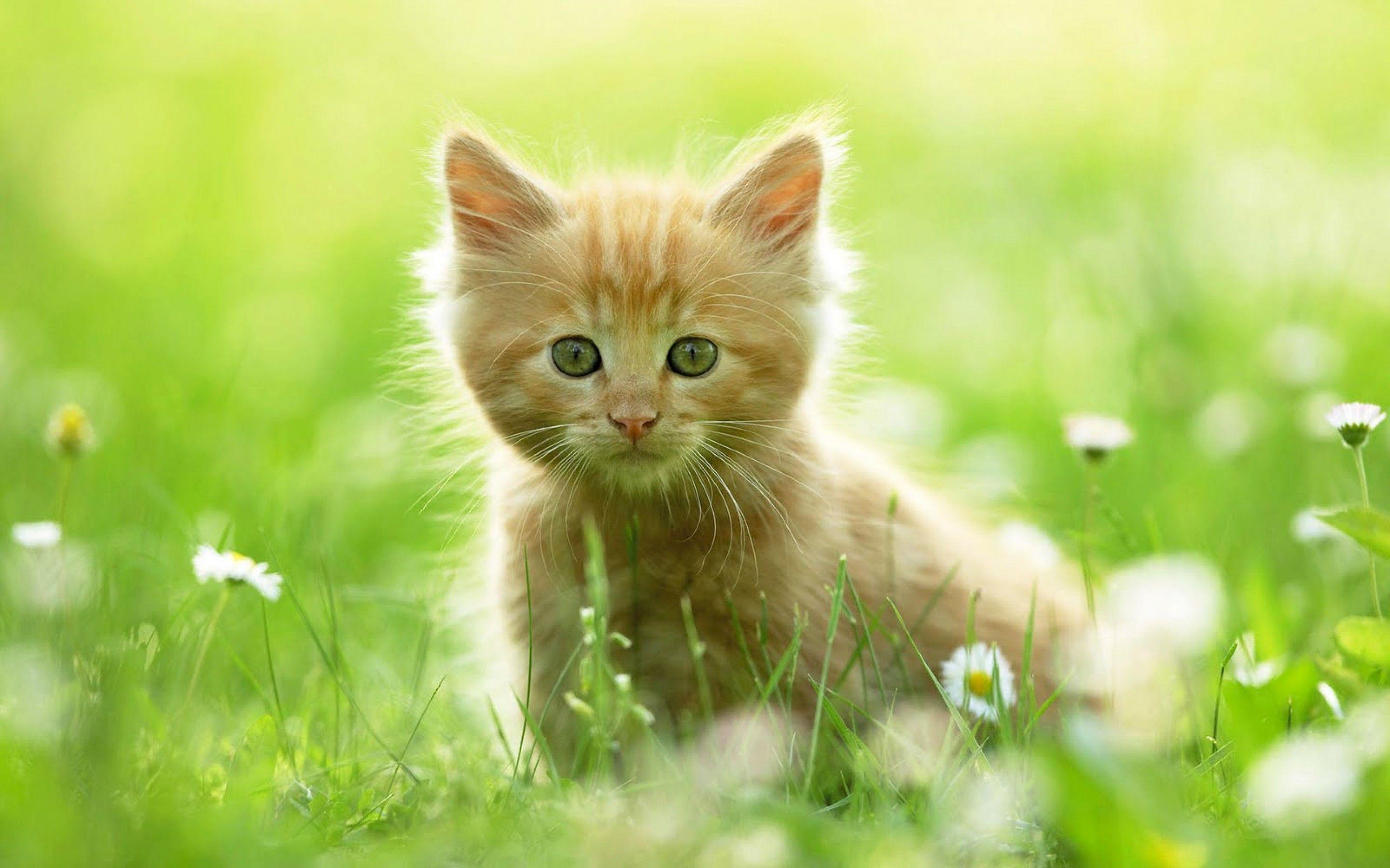 Cute Kittens Tumblr HD Wallpaper For Desktop Background