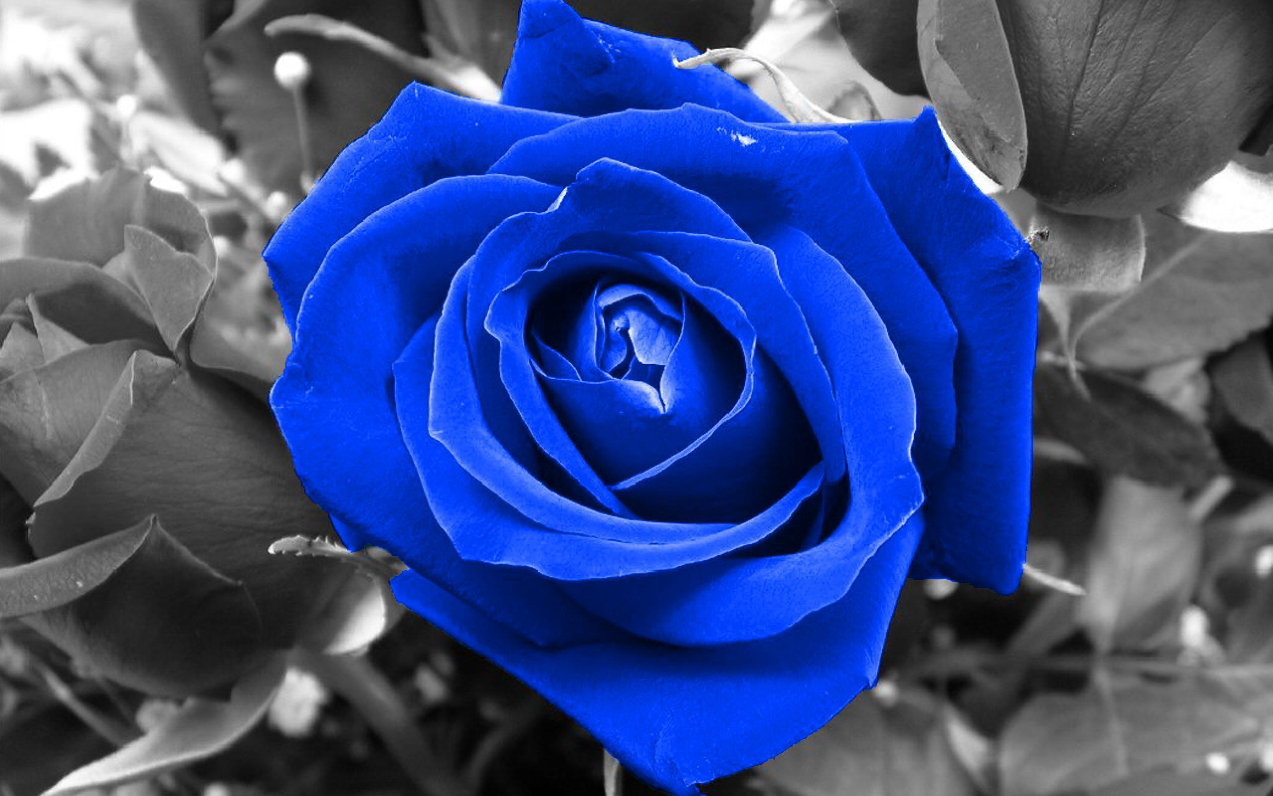 Black And Blue Rose Background Image & Picture