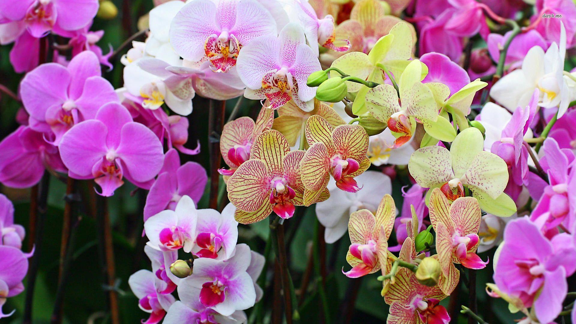 Colorful Orchids wallpaper wallpaper - #