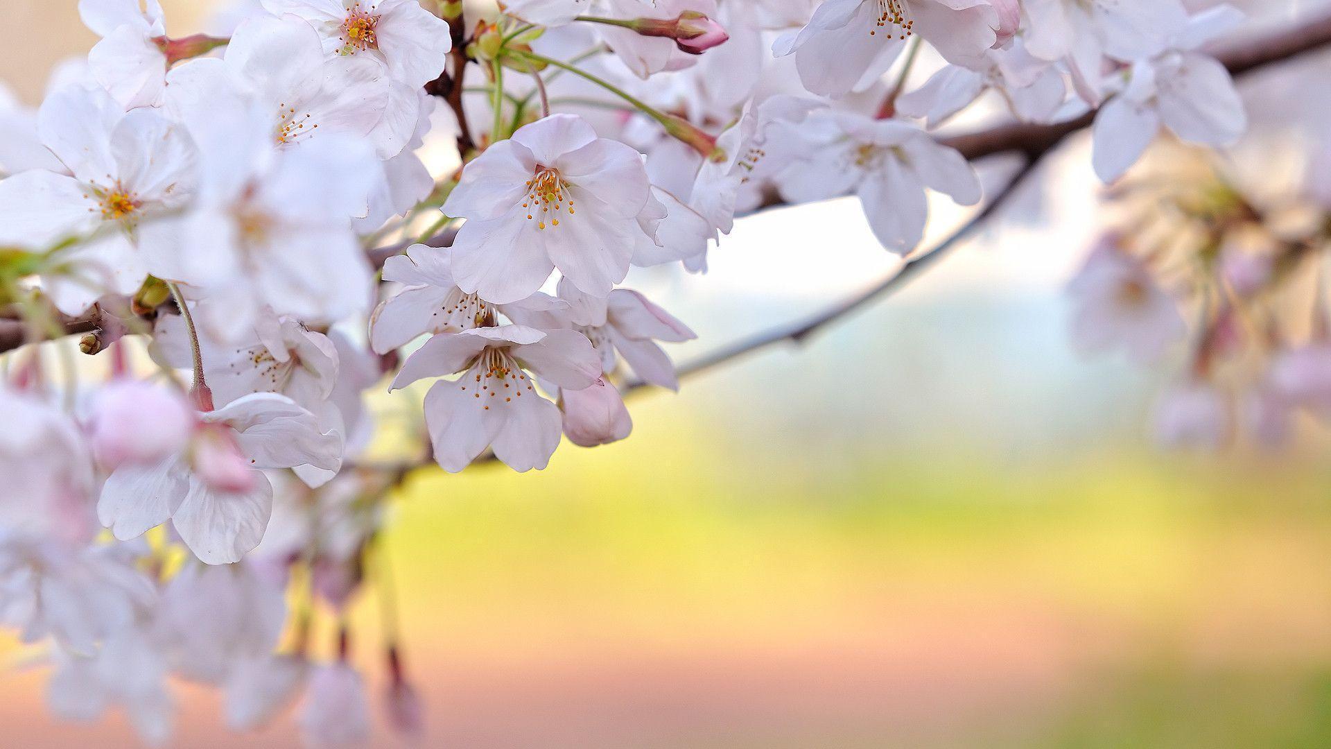 sakura flower HD wallpaper pics