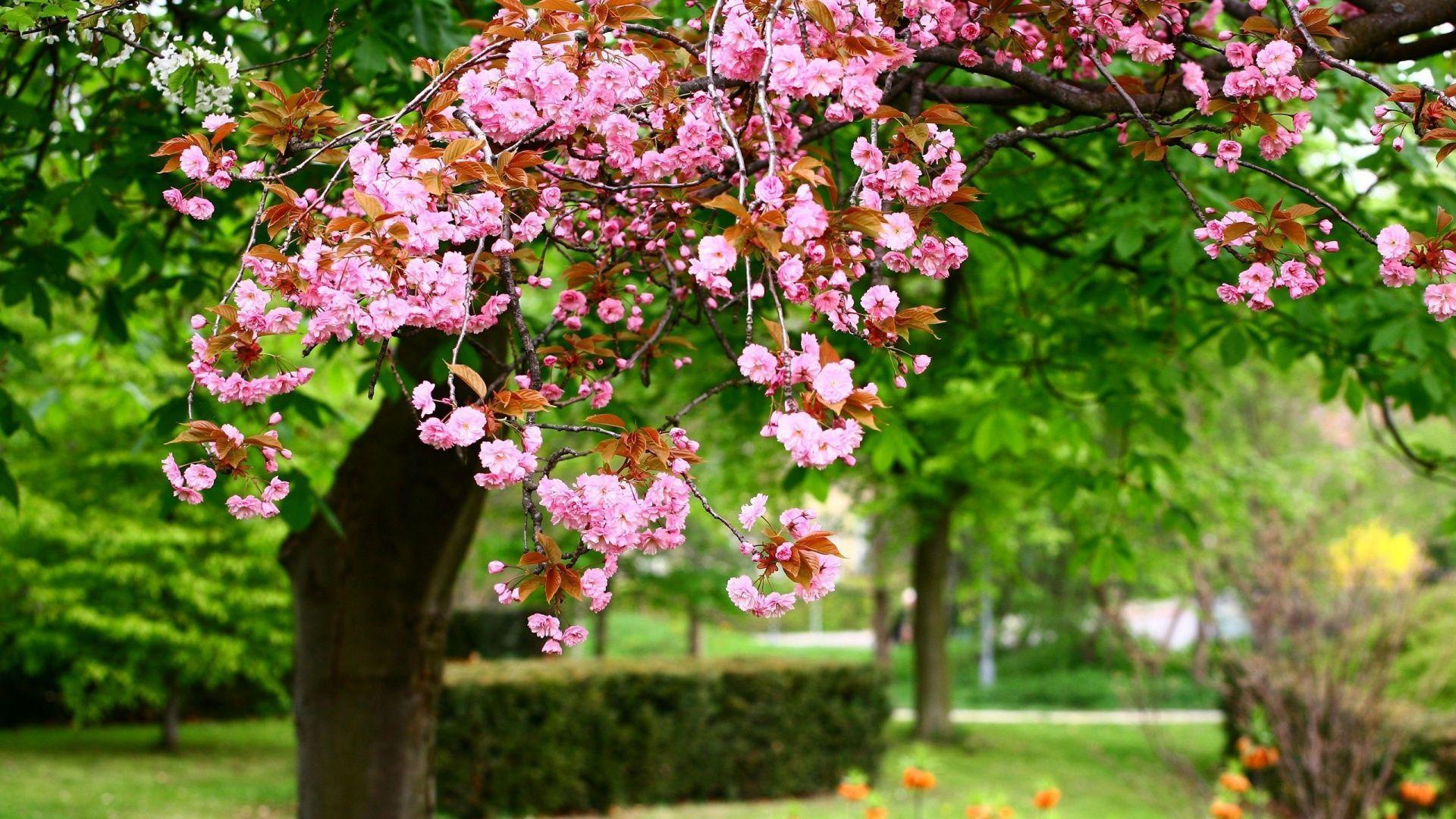 Spring Tree Flowers HD 5331 1920x1080px