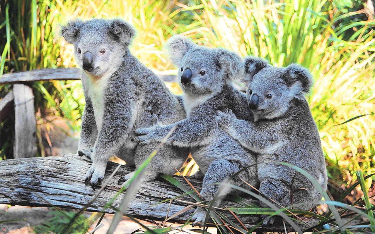 Fluffy Koalas HD Wallpaper 1920x1080