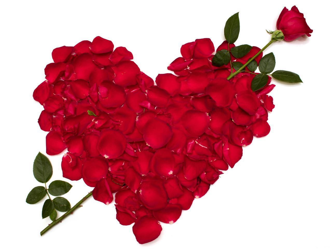 Flower Rose Love 22162 HD Wallpaper in Love n Romance