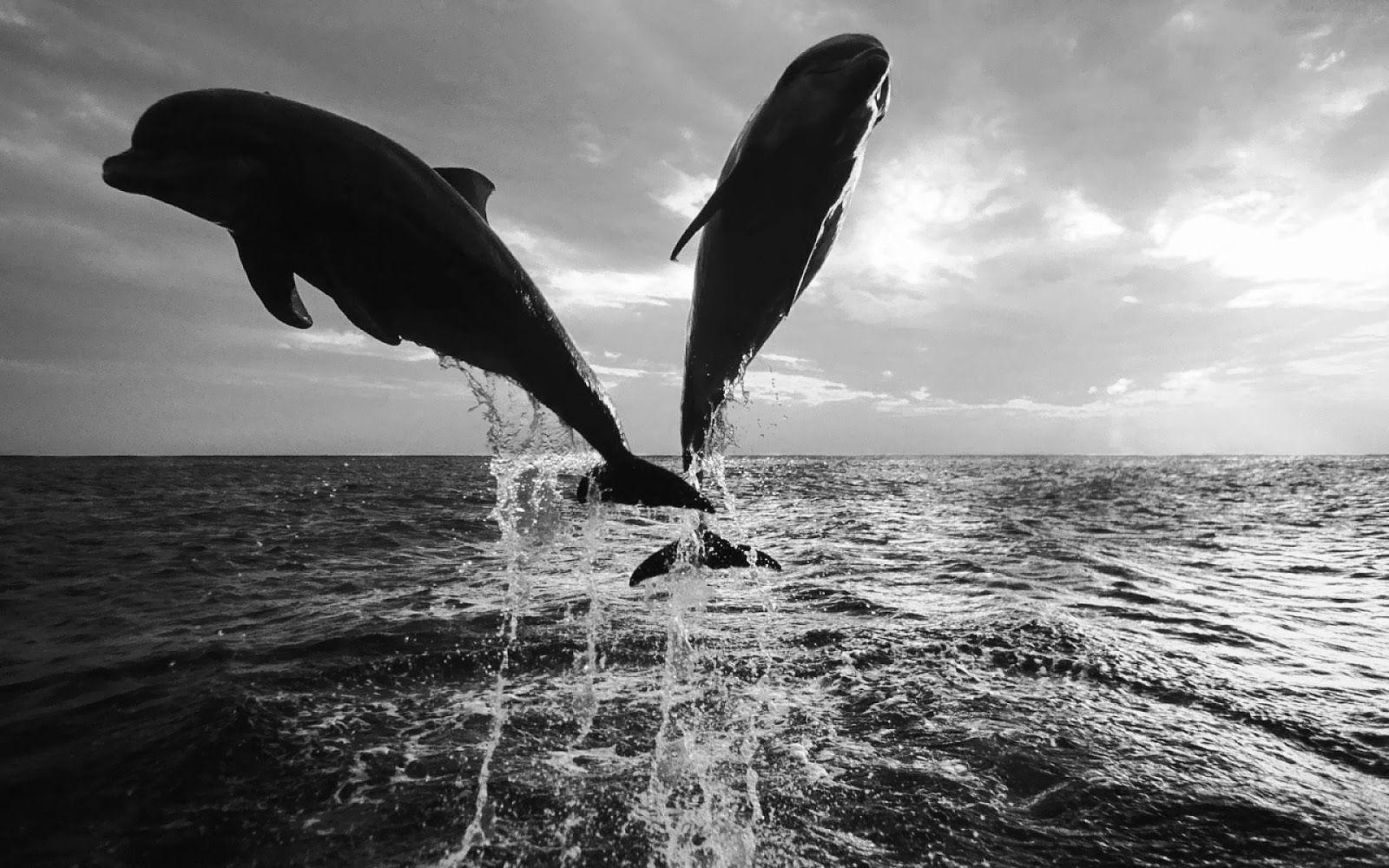 Black and white wallpaper of dolphins. HD Animals Wallpaper