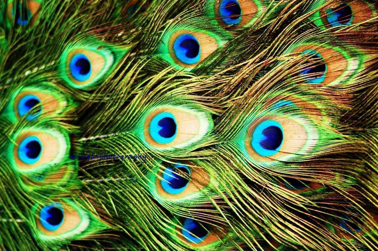 image For > Colorful Peacock Feathers Wallpaper